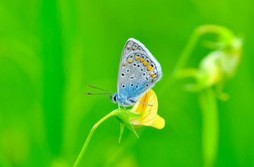 Closeup beautiful butterfly sitting on the flower.