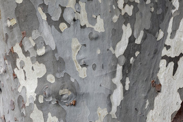 Baumrinde in Braun, Grau, Beige als close up Hintergrund