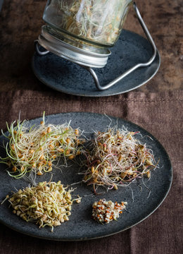 Plate with various sprouts