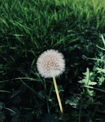 Isolated dandelion growing on a patch of grass 