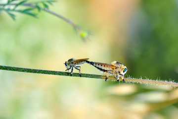 Macro shot of a robber fly 