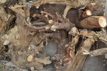 background tree pattern for graphic designers