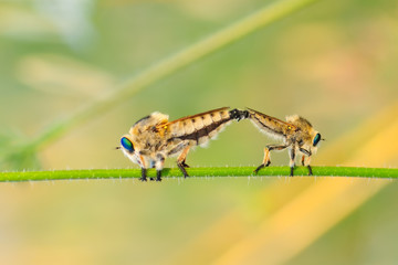 Macro shot of a robber fly 