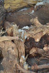 background tree pattern for graphic designers