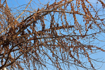 겨울 은행나무 열매