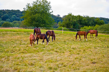 Horse herd on the pasture in Hesse, Germany