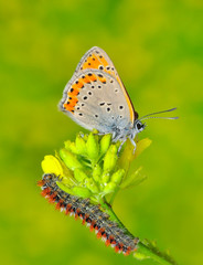Closeup beautiful butterfly sitting on the flower.