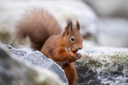 Portrait of Red Squirrel with hazelnut in winter