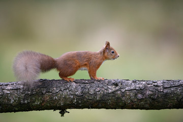 Red Squirrel on tree trunk