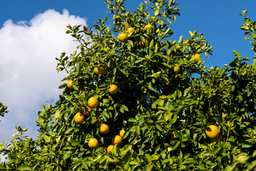 Clusters of grapefruits with visible rain drops hanging from tree ready to be harvested.