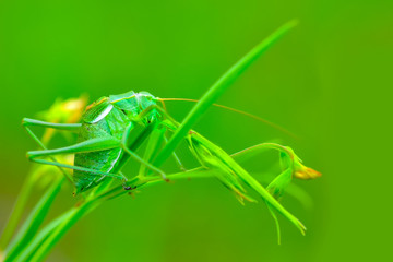 Beautiful Grasshopper macro in green nature - Stock Image