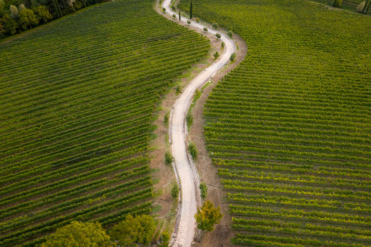 Aerial view of winding country road across vast green vineyard