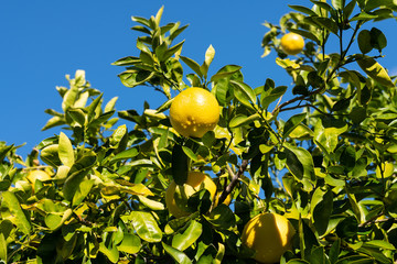 Clusters of grapefruits with visible rain drops hanging from tree ready to be harvested.
