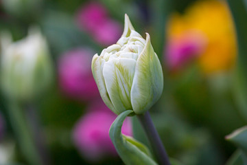 A close up of a tulip bud, with a shallow depth of field © lemanieh