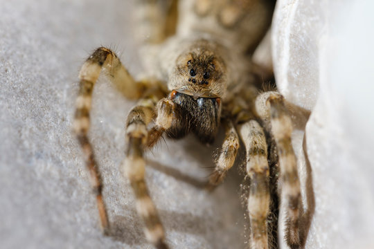 Portrait of wolf spider (Arctosa maculata) looking straight at camera