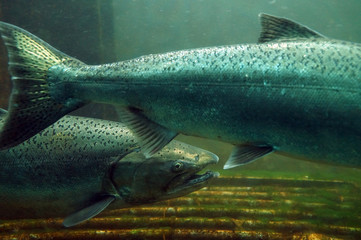 The Chinook salmon (Oncorhynchus tshawytscha) also called king salmon. Fish on their way to spawning, view from Ballard Locks in Seattle.