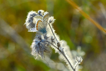 Closeup beautiful butterfly sitting on the flower.