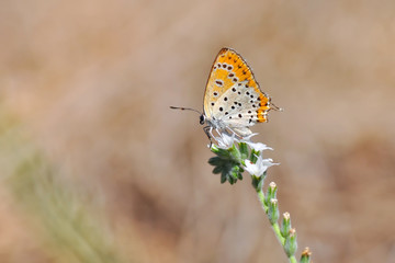 Closeup beautiful butterfly sitting on the flower.