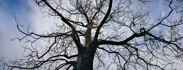 Naked branches of a tree silhouette in winter