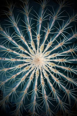 Runder Kaktus mit Stacheln als close up top view Hintergrund.