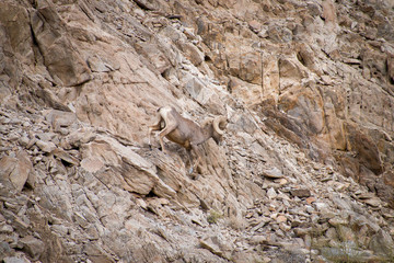 borrego