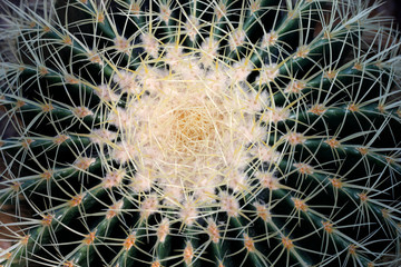 Naklejka na ściany i meble Runder Kaktus mit Stacheln als top view Hintergrund.
