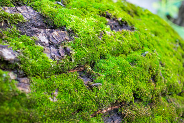 green moss on a tree close-up, front and background blurred with bokeh effect