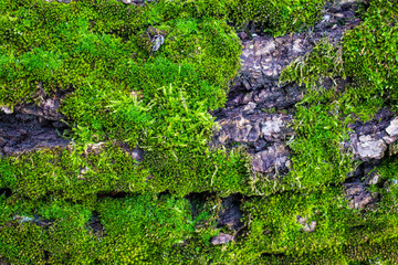 green moss on a tree close-up, front and background blurred with bokeh effect