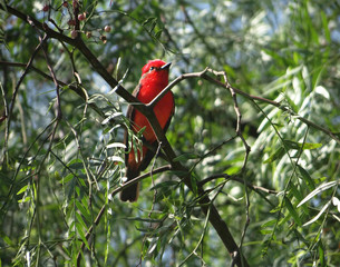 Ave Roja