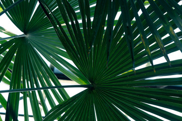 Palmenblatt exotisch, tropisch, abstrakt als close up Hintergrund