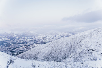 Snowy Forest With A View