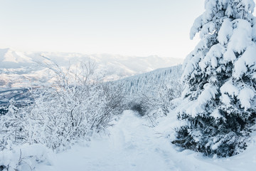 Fototapeta na wymiar Winter Snowy Path