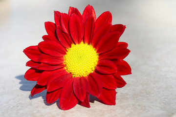 Red chrysanthemum flower on marble