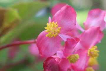 Fototapeta na wymiar hermosa flor rosada con amarillo