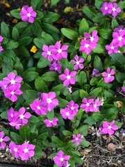 pink flowers in the garden