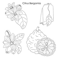 Herbs, spices and seasonings collection. Vector hand drawn illustration of Citrus Bergamia, flowers and fruits