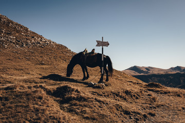 Horse on Mountain in Fall