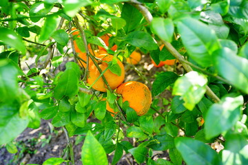 Orange hanging on a branch with green leaf as background
