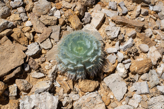 USA, Nevada, Clark County, Gold Butte National Monument. The basal rosette of the Las Vegas bearpoppy (Arctomecon californica) formed by concentric circles of bearpaw-shaped leaves and soft hairs