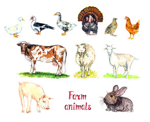 Farm animals collection, white domestic and south american muscovy duck, goose, turkey, quail and chicken, red cow, white sheep, goat, pig and rabbit, hand painted watercolor illustration 