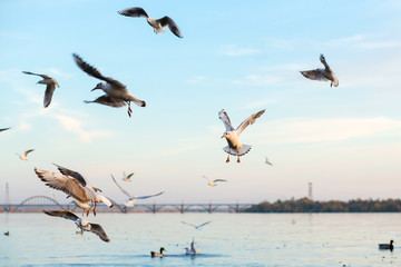A flock of seagulls on the banks of the city river.