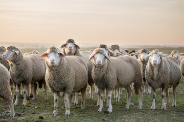 Sheep portrait in flock on meadow