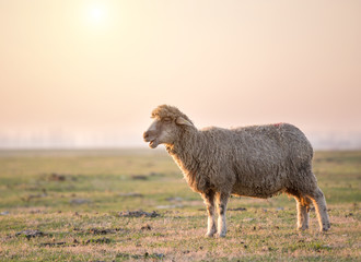 Sheep portrait on meadow in winter time