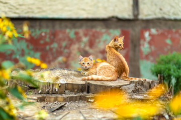 Wild ginger kittens are resting in a tree garden