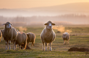 Sheep portrait in flock on meadow