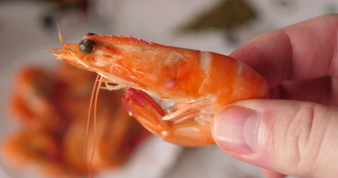 Delicious cooked shrimp from the plate in hand