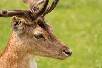 Fallow Deer (Dama dama), taken in UK