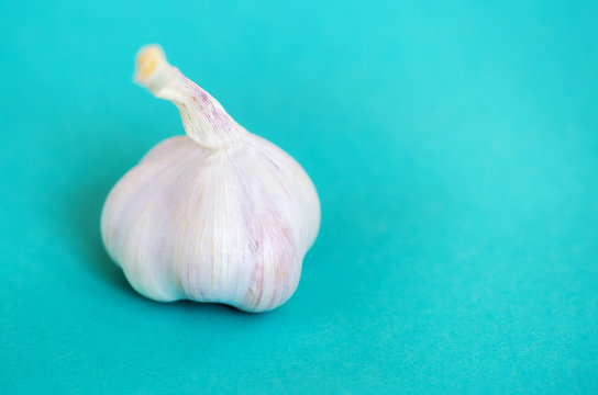 White and purple garlic head close-up on a beautiful turquoise blue background. Food background. Free space for text.