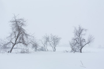 Winter landscape. Trees without foliage in a field covered with snow