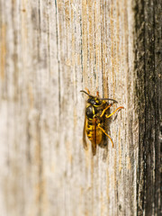 common wasp (Vespula vulgaris), taken in the UK